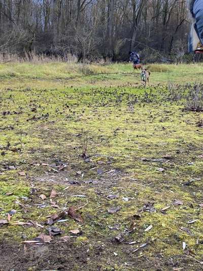 Windhunde - Treffen der besonderen Schönheiten
HERZLICH WILLKOMMEN-Beitrag-Bild