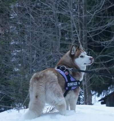 Windhunde - Treffen der besonderen Schönheiten
HERZLICH WILLKOMMEN-Beitrag-Bild