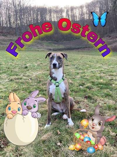 Windhunde - Treffen der besonderen Schönheiten
HERZLICH WILLKOMMEN-Beitrag-Bild