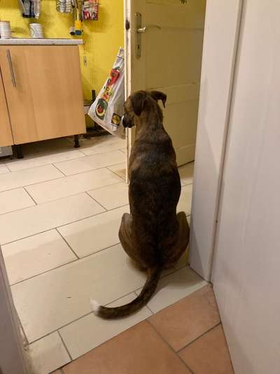 Windhunde - Treffen der besonderen Schönheiten
HERZLICH WILLKOMMEN-Beitrag-Bild