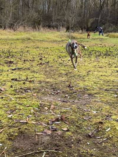 Windhunde - Treffen der besonderen Schönheiten
HERZLICH WILLKOMMEN-Beitrag-Bild
