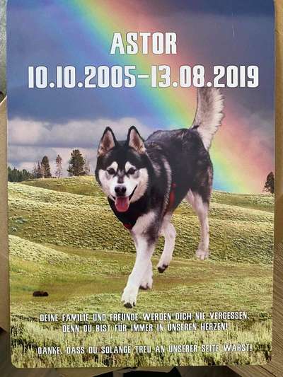 Windhunde - Treffen der besonderen Schönheiten
HERZLICH WILLKOMMEN-Beitrag-Bild