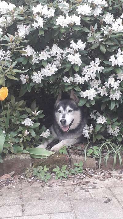 Challenge 23 : "  Euer Hund beim Frühlingserwachen "-Beitrag-Bild
