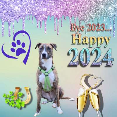 Windhunde - Treffen der besonderen Schönheiten
HERZLICH WILLKOMMEN-Beitrag-Bild