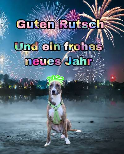 Windhunde - Treffen der besonderen Schönheiten
HERZLICH WILLKOMMEN-Beitrag-Bild