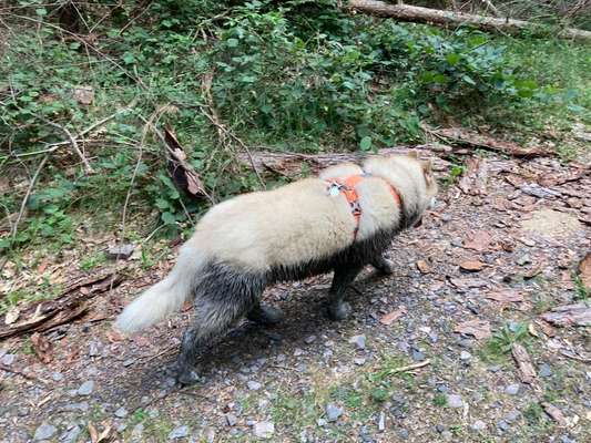 Windhunde - Treffen der besonderen Schönheiten
HERZLICH WILLKOMMEN-Beitrag-Bild
