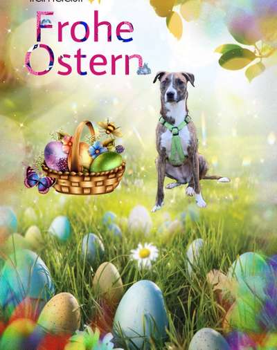 Windhunde - Treffen der besonderen Schönheiten
HERZLICH WILLKOMMEN-Beitrag-Bild