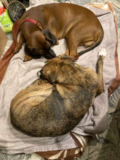 Seltene Rassen!-Beitrag-Bild