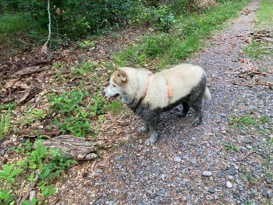 Windhunde - Treffen der besonderen Schönheiten
HERZLICH WILLKOMMEN-Beitrag-Bild