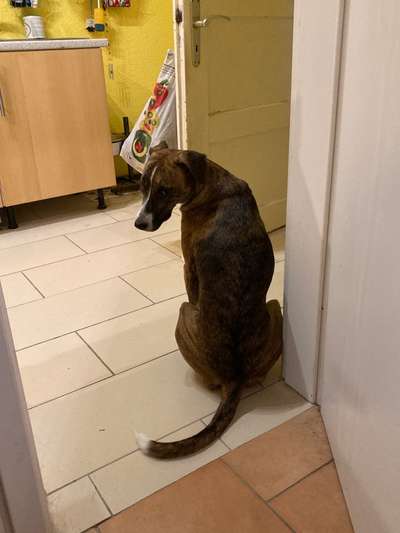 Windhunde - Treffen der besonderen Schönheiten
HERZLICH WILLKOMMEN-Beitrag-Bild