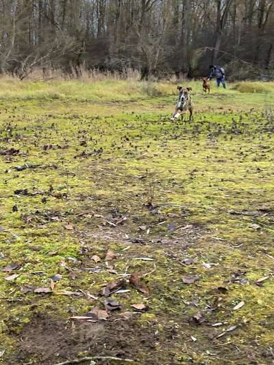Windhunde - Treffen der besonderen Schönheiten
HERZLICH WILLKOMMEN-Beitrag-Bild