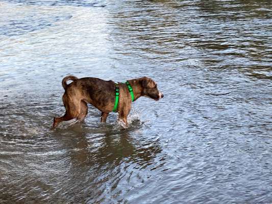 Windhunde - Treffen der besonderen Schönheiten
HERZLICH WILLKOMMEN-Beitrag-Bild