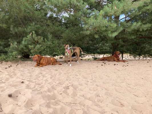 Hundeauslaufgebiet-Sanddüne Speyer-Bild