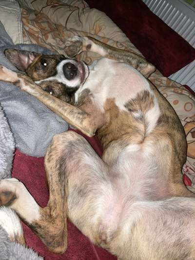 Windhunde - Treffen der besonderen Schönheiten
HERZLICH WILLKOMMEN-Beitrag-Bild