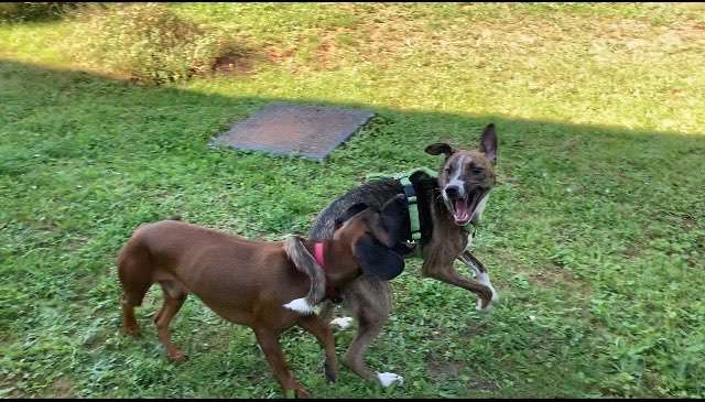 Windhunde - Treffen der besonderen Schönheiten
HERZLICH WILLKOMMEN-Beitrag-Bild