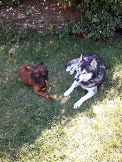 Seltene Rassen!-Beitrag-Bild