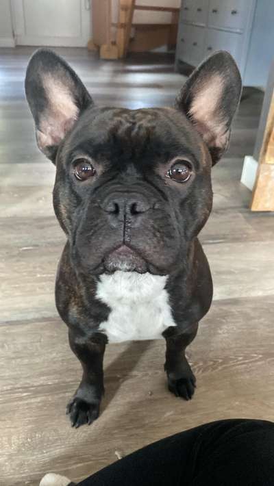 Hundetreffen-Frenchie trifft Frenchie-Bild