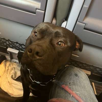 Hundetreffen-Gassi gehen im westpark gassi, spielen, sozialisieren-Bild