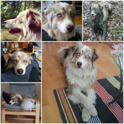 Aussies-Beitrag-Bild