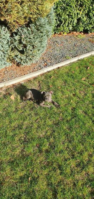 Olde English Bulldogge-Beitrag-Bild