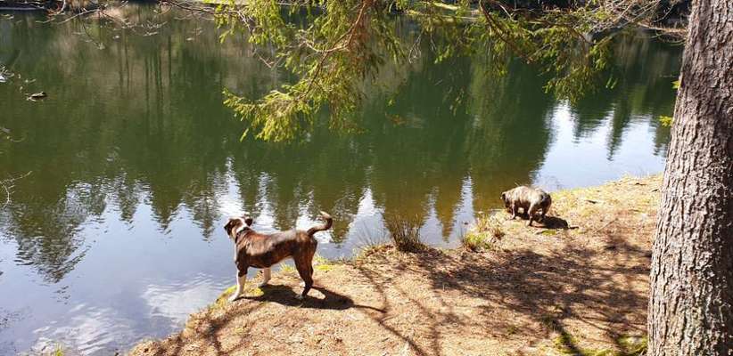 Dogorama-Monats-Challenge-Mai "Wasser"-Beitrag-Bild