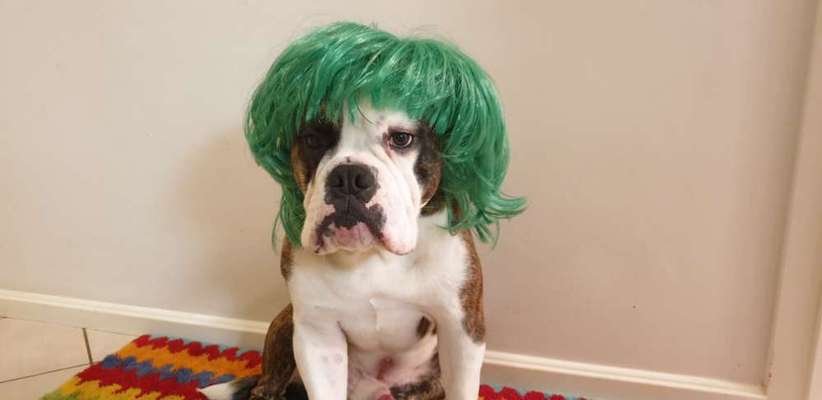 Hier ist der Spaßthread. Zum Schmunzeln und Kaputtlachen-Beitrag-Bild