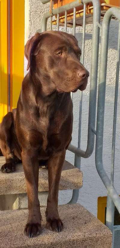 Tipps, Tricks, Klatsch und Tratsch über den Labrador-Beitrag-Bild