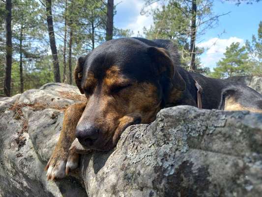 Hundetreffen-Ersthund Erfahrungsaustausch-Bild