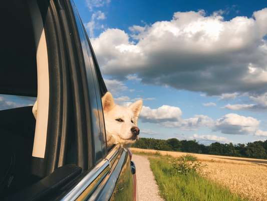 FOTOCHALLENGE 70 - Dein Hund im Auto-Beitrag-Bild
