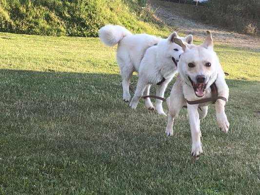 Fotochallenge 66 ~ Rennaction -Zeig deinen Hund im Lauf-Beitrag-Bild