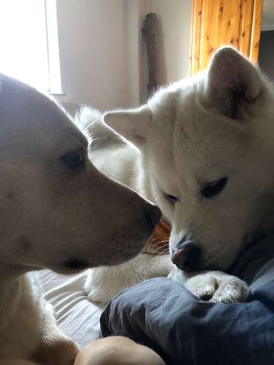 Darf der Hund bei Euch im Bett schlafen?-Beitrag-Bild