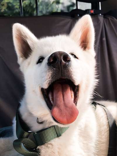 Fotochallenge Nr. 59 - Mein Hund zeigt die Zunge-Beitrag-Bild