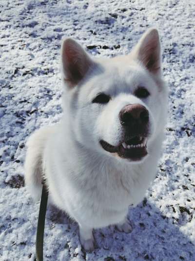 Dogorama Photo Challenge - Es wird nochmal kalt!-Beitrag-Bild