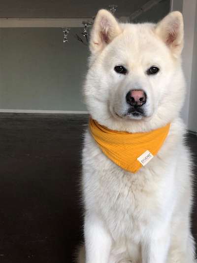 Dogorama Photo Challenge - Tre Chic!-Beitrag-Bild