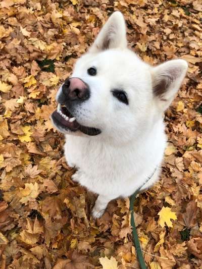 Die besten Hundeblicke 🐾❤️-Beitrag-Bild