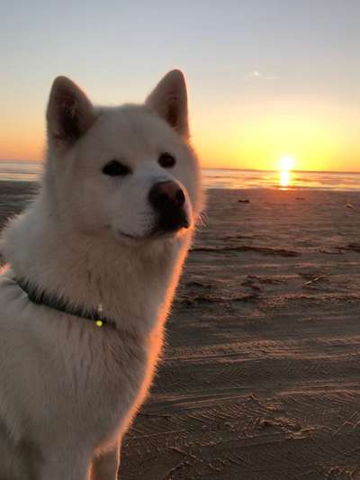 Nordische Hütehunde - Husky-Schäferhund-Mixe und ähnliches-Beitrag-Bild