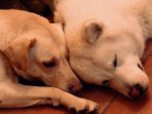 Dogorama Photo Challenge - Die besten Hundebuddys-Beitrag-Bild