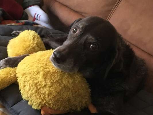 Unsere Fellnasen im Regenbogenland-Beitrag-Bild