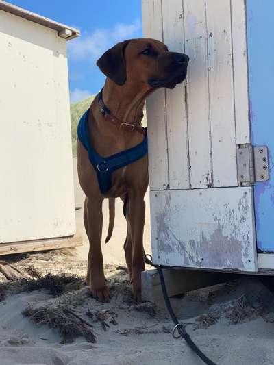 Rhodesian Ridgeback-Beitrag-Bild
