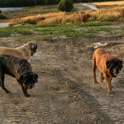 Weitere Unternehmen From the Celtic Mountain – English Mastiffs in Hinzert-Pölert  – Dogorama
