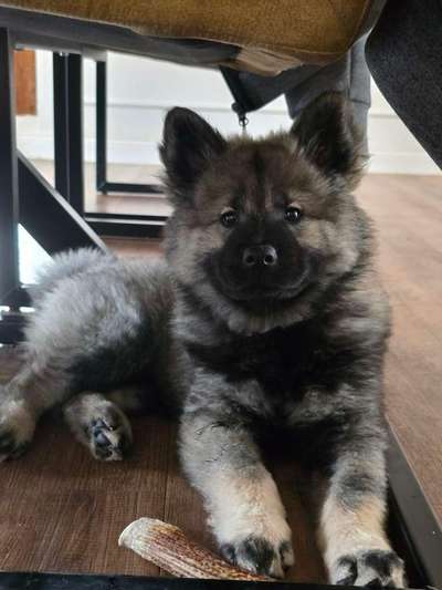 Eurasier hier?-Beitrag-Bild