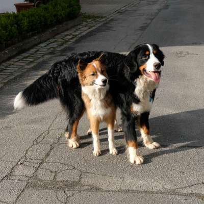 Bester Freund, Hundekumpel - zeigt her!-Beitrag-Bild