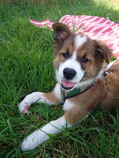 Welpen Bilder !-Beitrag-Bild