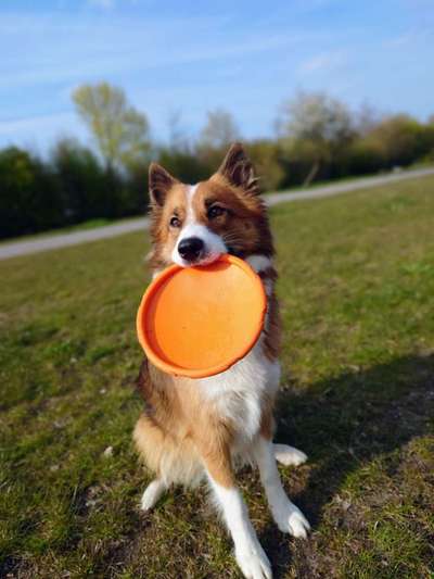 DogFrisbee-Beitrag-Bild