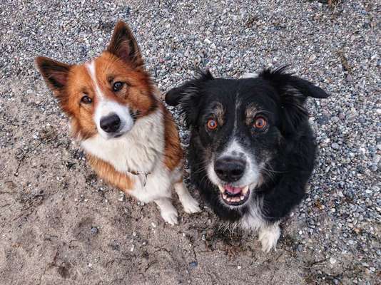 Bester Freund, Hundekumpel - zeigt her!-Beitrag-Bild