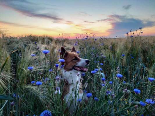 Foto's und Hundemodels-Beitrag-Bild