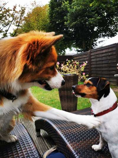Bester Freund, Hundekumpel - zeigt her!-Beitrag-Bild
