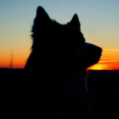 Hundetreffen-SocialWalk Travemünde-Profilbild
