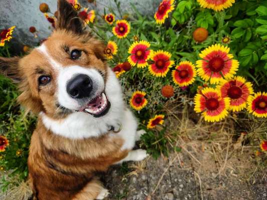 Die Dogorama Kalender Challenge 4/4-Beitrag-Bild