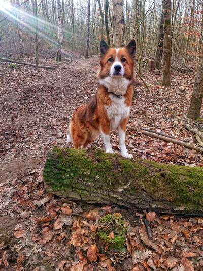 Foto's und Hundemodels-Beitrag-Bild